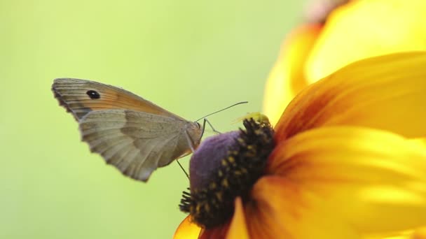 Vlinder op een bloem — Stockvideo