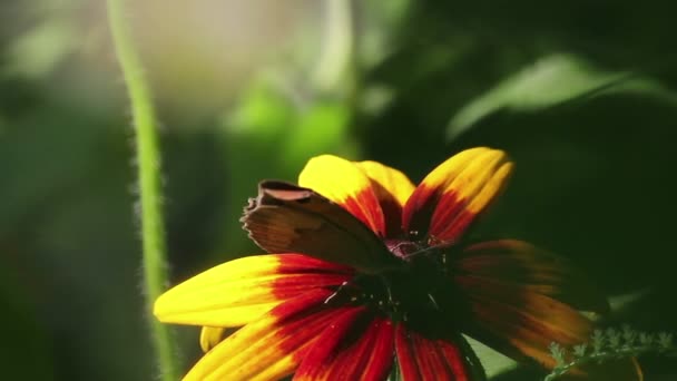 Mariposa en una flor — Vídeo de stock