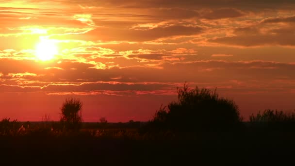 Solnedgang over trærne – stockvideo