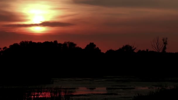 Por do sol sobre as árvores — Vídeo de Stock