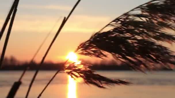 在河边的芦苇丛 — 图库视频影像