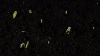 Salatalık tohumu takımıdır