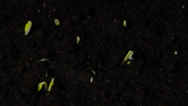 Germinando semillas de pepino — Vídeos de Stock