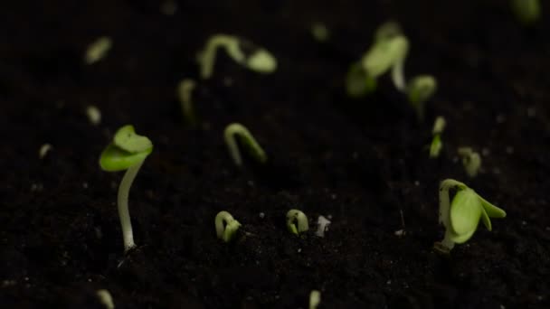 Проростання насіння огірка — стокове відео