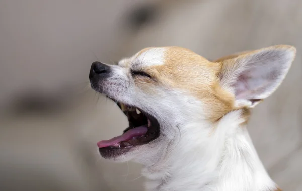 Chihuahua esneme ve soyulmuş kabuk