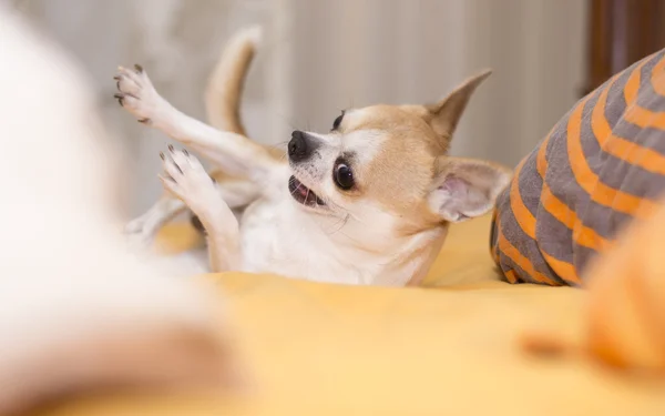 Chihuahua yalan ve oyun