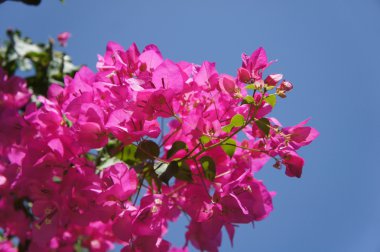 Ayrıntı yakından Begonvil