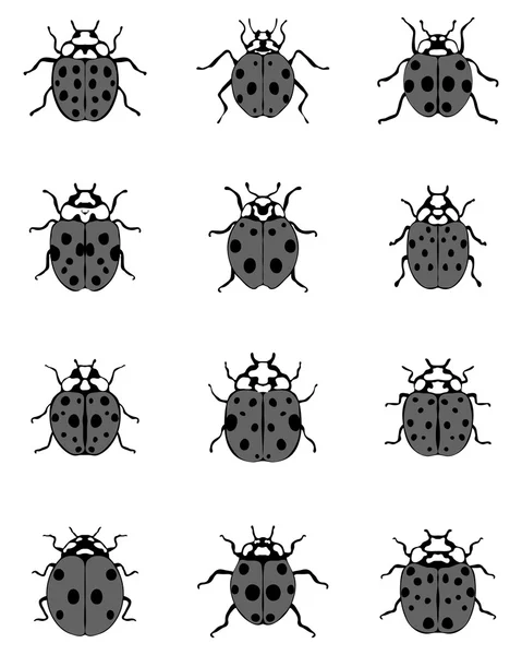 Gray ladybugs vector — Stock Vector