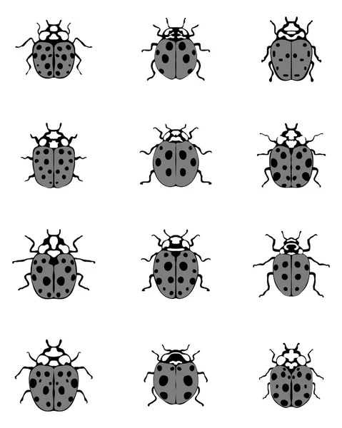 Différentes coccinelles grises — Image vectorielle