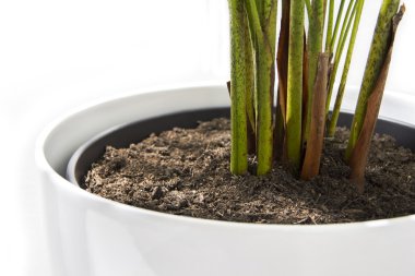 Areca sarı palmiye ağacı tencerede