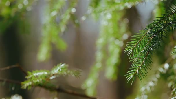 Rayons solaires, branches d'épinette 