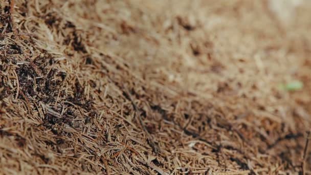 Vilda röda myror bygga deras myrstack — Stockvideo
