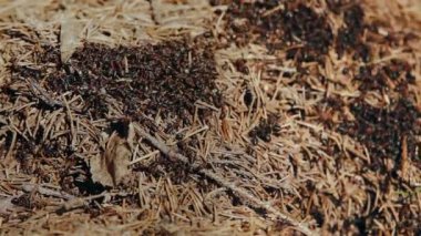 Vahşi kırmızı karıncalar onların karınca yuvası inşa