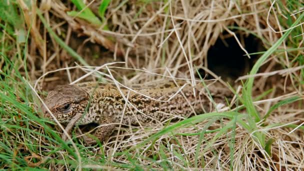 A brown common lizard — Stock Video