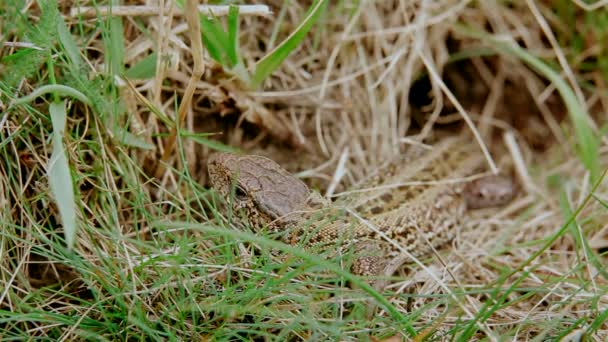 Un lagarto común marrón — Vídeo de stock