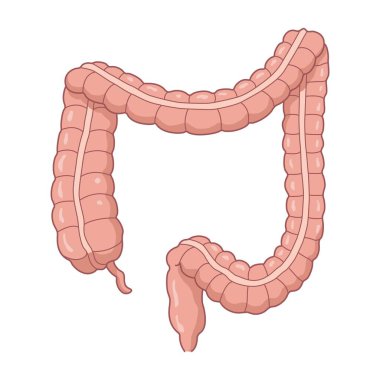 İnsana ait kalın bağırsak ve kolon yapısının çizimi