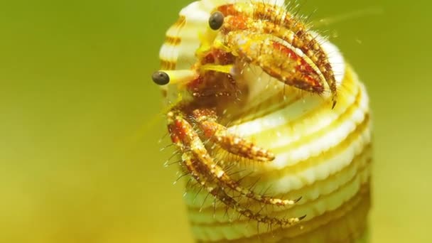 Hermit crab underwater in Anilao, Philippines — Stockvideo