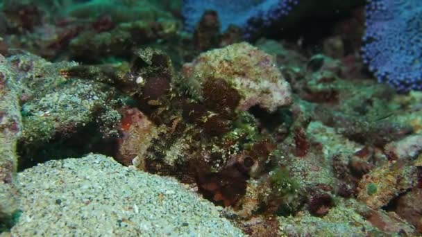 Dragonet à doigts sous l'eau à Anilao, Philippines — Video