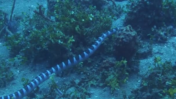 Serpiente marina bajo el agua en Filipinas — Vídeo de stock