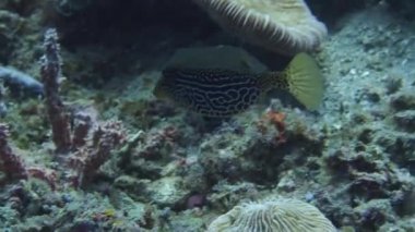 Pufferfish su altında Anilao, Filipinler