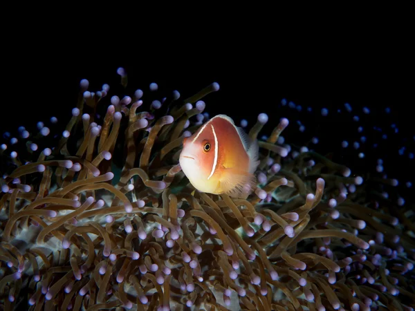 Różowy Anemonefish na Anemon — Zdjęcie stockowe