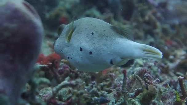 Ψάρια Puffer σκυλί-πρόσωπο υποβρύχια — Αρχείο Βίντεο