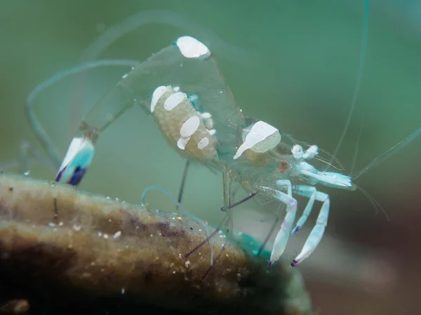 Anemone shrimp while diving in Anilao, Philippines — Stock Photo, Image