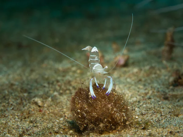 Anemone shrimp while diving in Anilao, Philippines — Stock Photo, Image