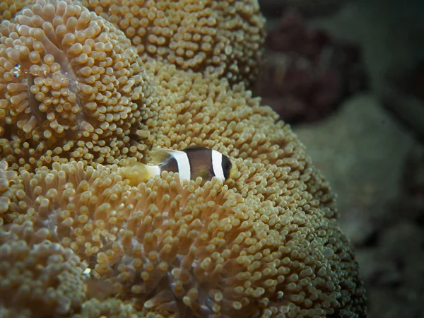 Підводний Baby Седдлбек Anemonefish — стокове фото