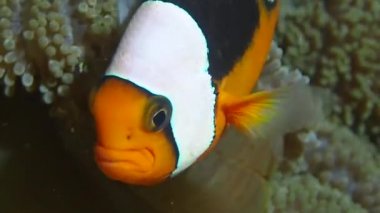 Semerli tehlikede Anemone arkasında