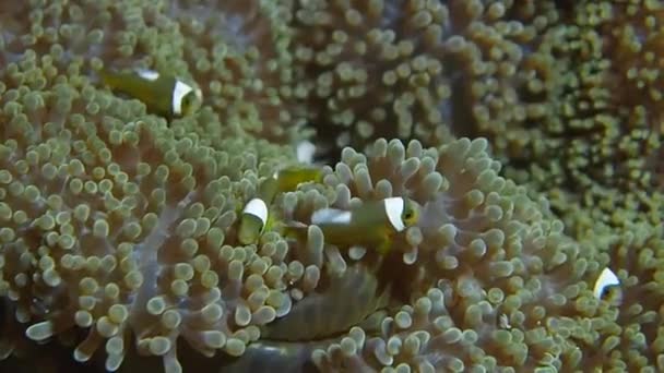 Podwodne Baby Saddleback Anemonefish — Wideo stockowe