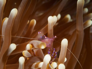 Cam Anemone karides Anemone üzerinde