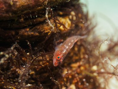 Kırmızı kayabalığı bir anemone üzerinde
