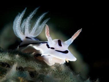 Nudibranchs - mavi Chromodoris