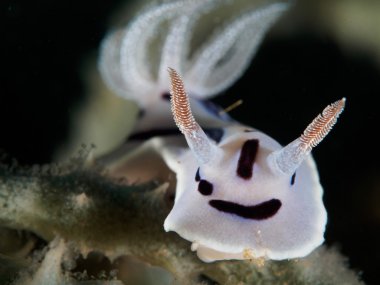Nudibranchs - mavi Chromodoris