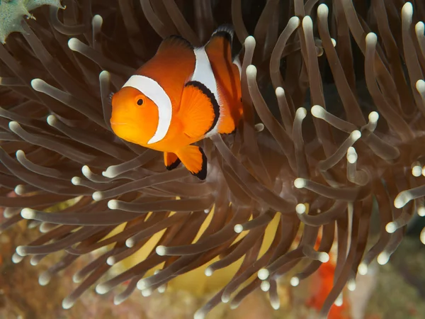 Falešné Clown Anemonefish při potápění — Stock fotografie