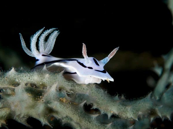 Nudibranchs(sea slug) - Blue Chromodoris — Stock Photo, Image