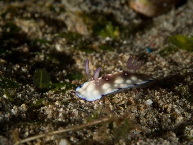 Deniz salyangozları - Nudibranch Anilao, Filipinler
