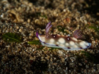 Deniz salyangozları - Nudibranch Anilao, Filipinler