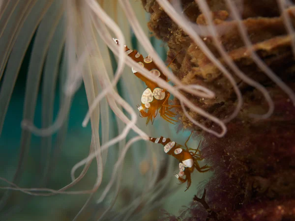 Squat shrimp while diving in Anilao, Philippines — Stock Photo, Image