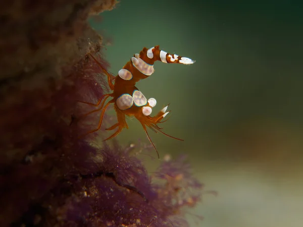 Squat shrimp while diving in Anilao, Philippines — Stock Photo, Image