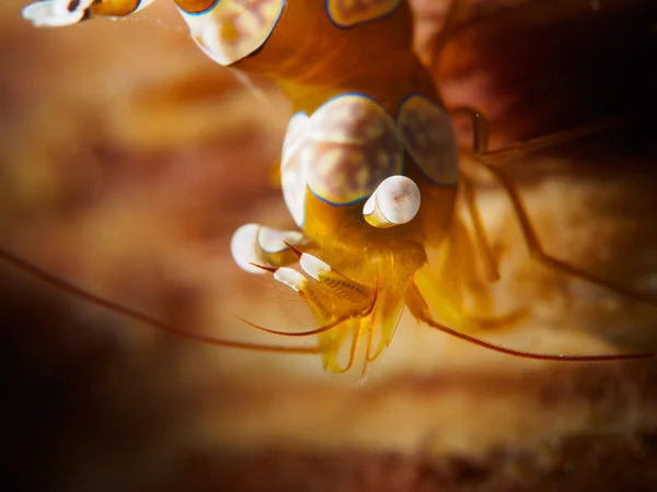 Super macro, Squat shrimp — Stock Photo, Image