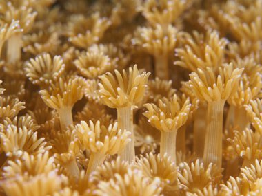 Flowerspot mercan kadar kapatın