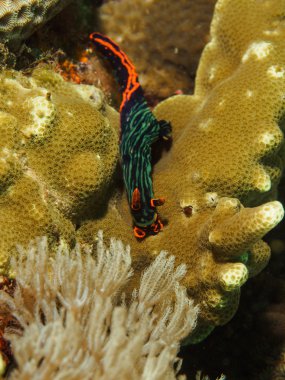 Yeşil kaplı Nembrotha - Nudibranch