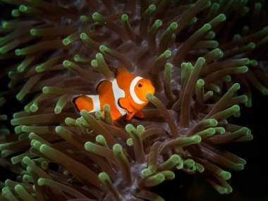 Clown Fish hiding in Anemone clipart