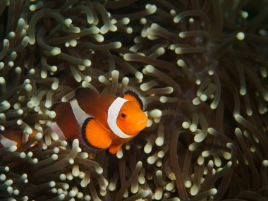 Anemon üzerinde sahte palyaço balık