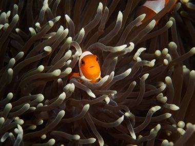 Tiny Clown-Nemo fish with Anemone coral clipart