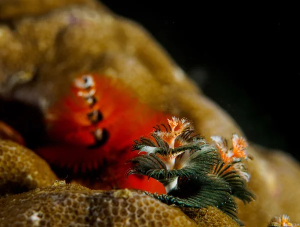 Christmas tree worm-3cm — Stock Photo, Image