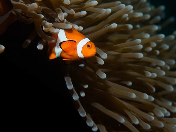 Yanlış palyaço balık veya anemone balıklar — Stok fotoğraf