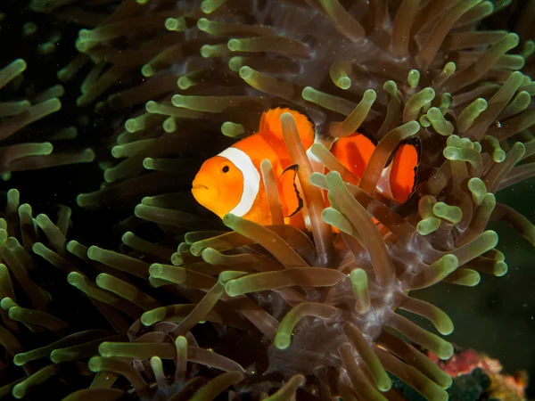 False Clown Fish or anemone fish